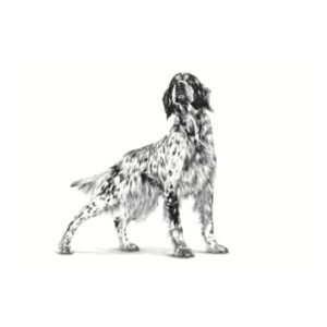 غذای خشک سگ بالغ ضد حساسیت رویال کنین 7 کیلوگرم Royal Canin Sensitivity Control